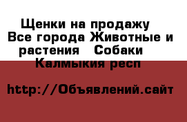 Щенки на продажу - Все города Животные и растения » Собаки   . Калмыкия респ.